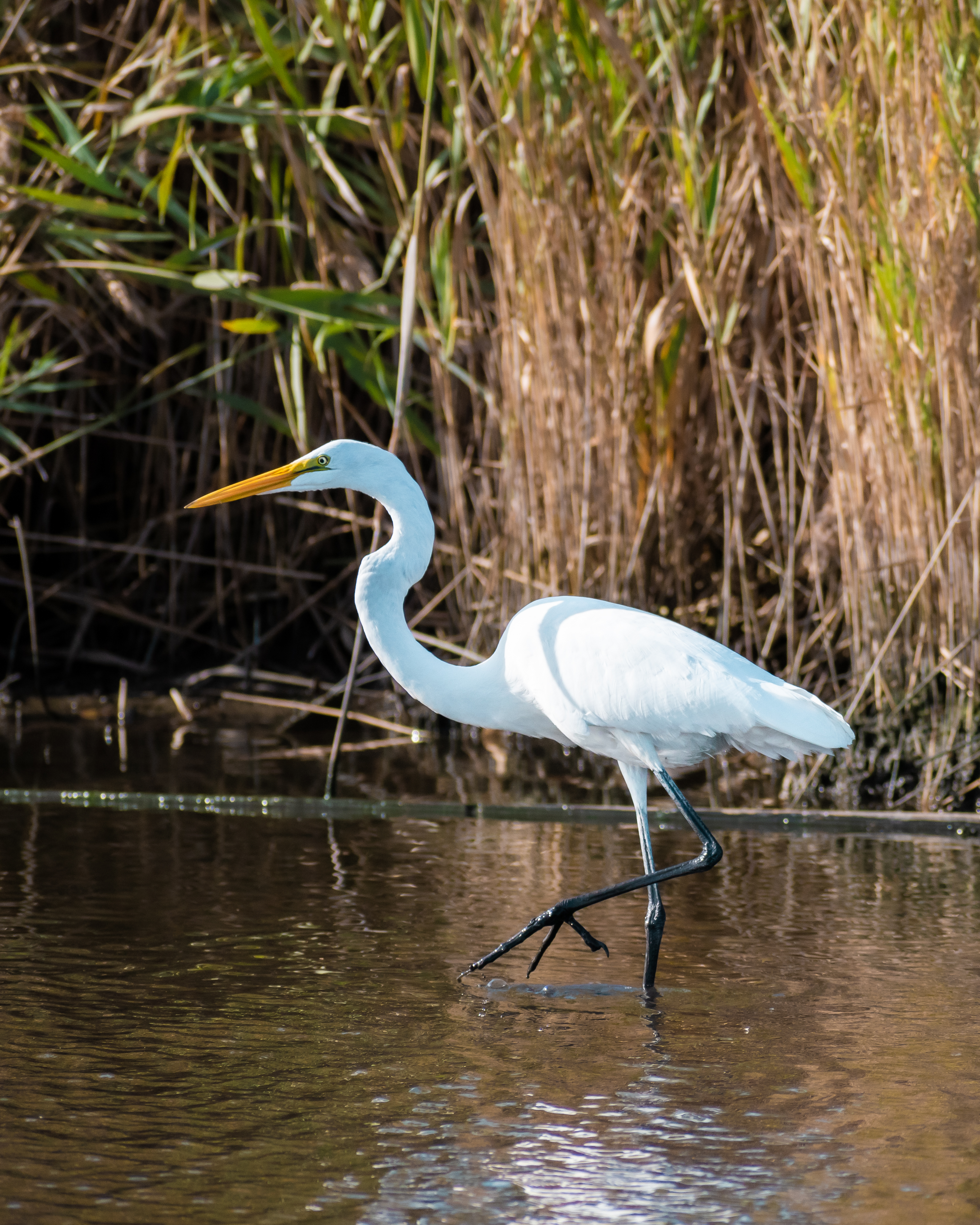 An egret walking