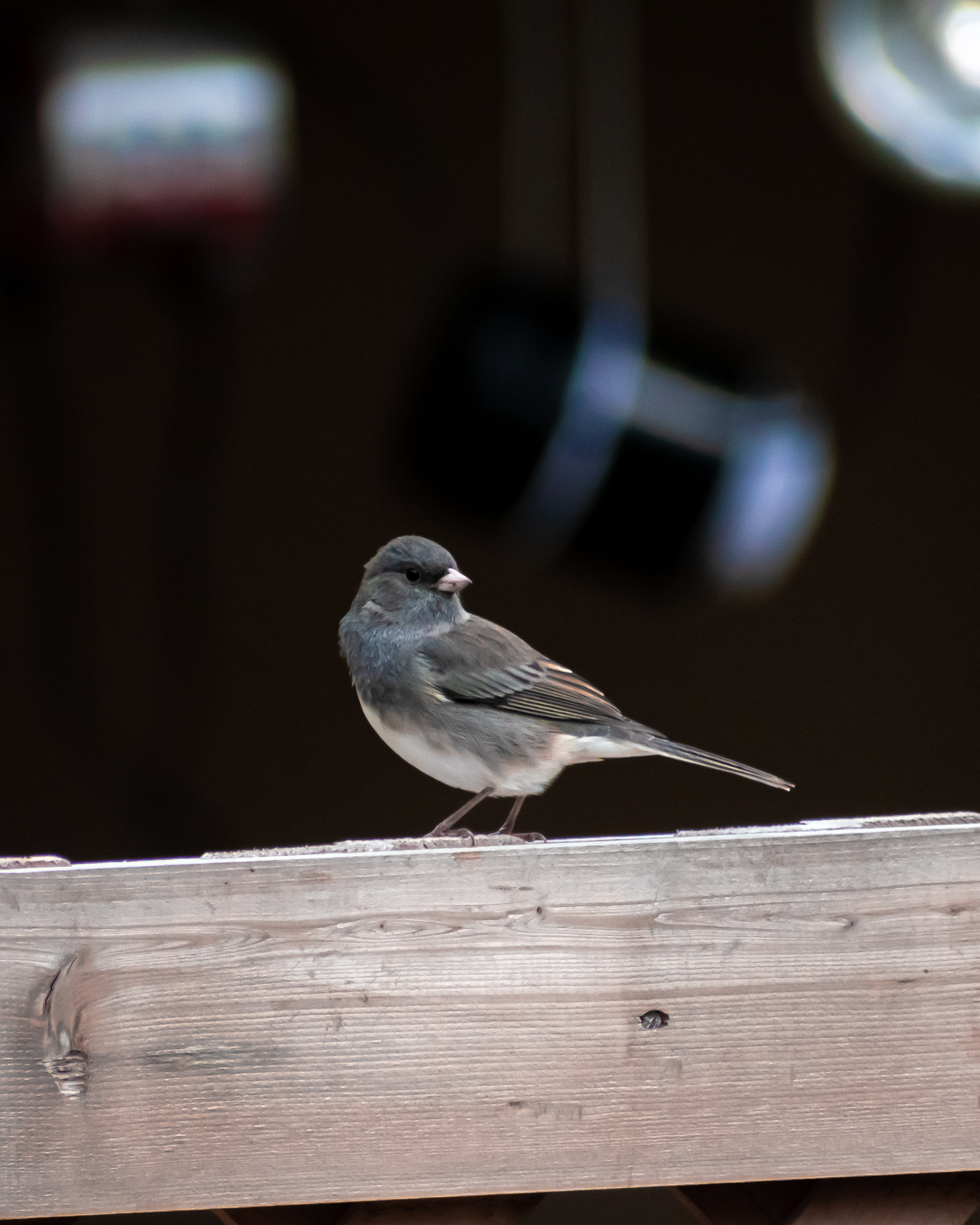 A dark-eyed junco